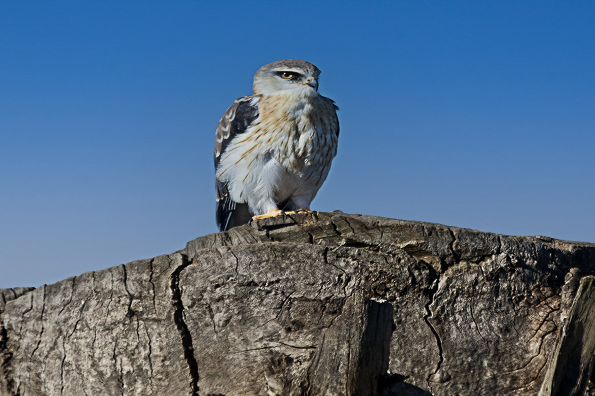 Young Black-winged Kite