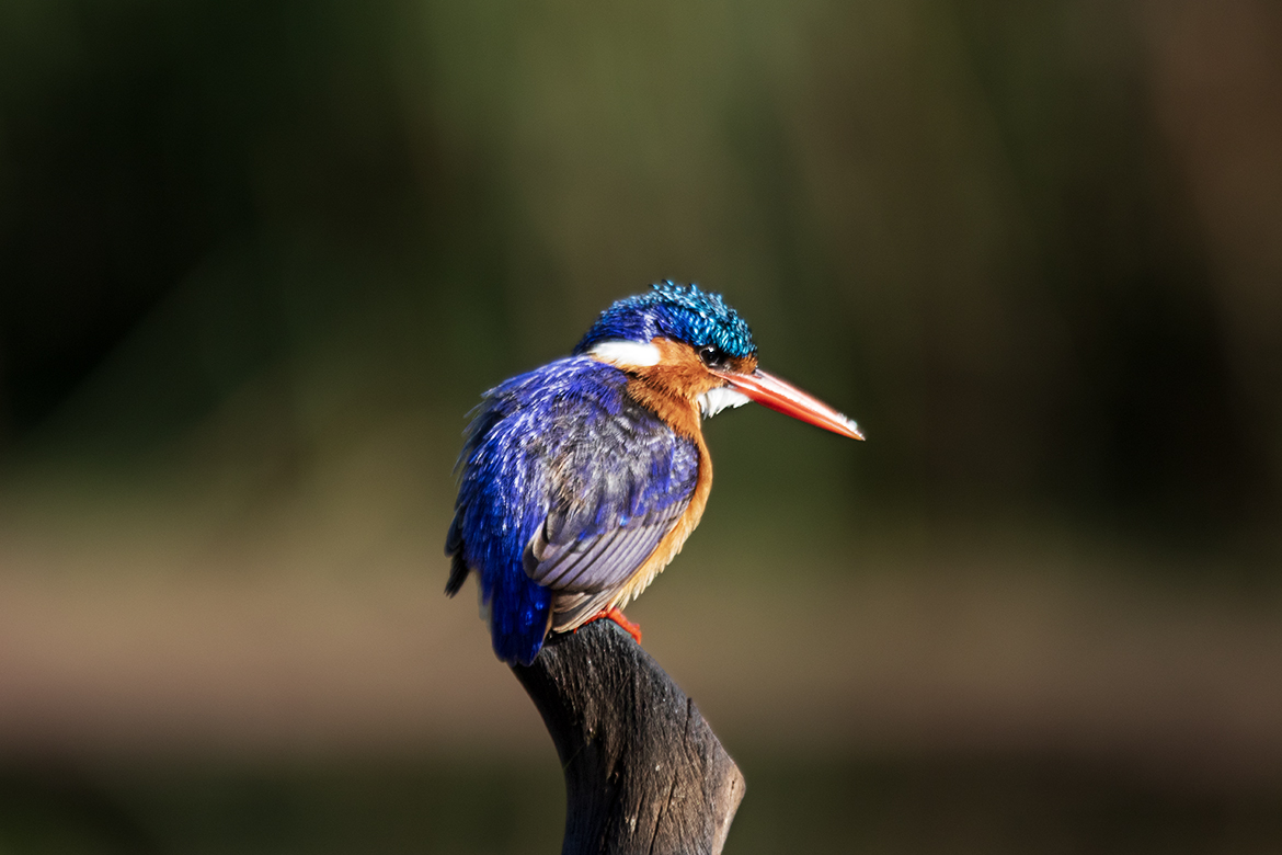 Malachite Kingfisher